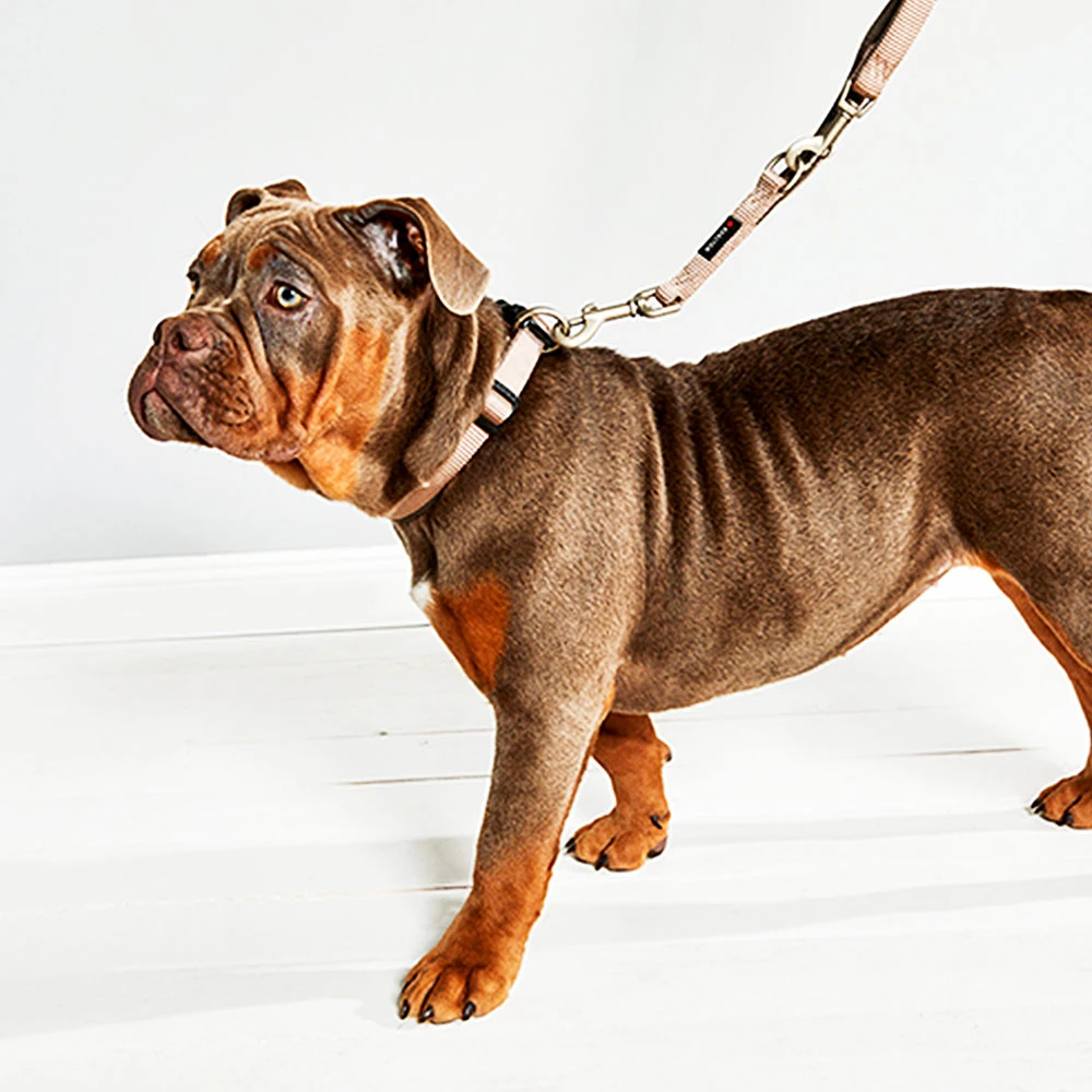 Wolters Professional Comfort Champagner/trüffel Halsband & Geschirr 4 / 40 - 45 Cm X 30 Mm 3 Wolters Professional Comfort Champagner/trüffel Halsband & Geschirr 4 / 40 - 45 Cm X 30 Mm – Bild 2