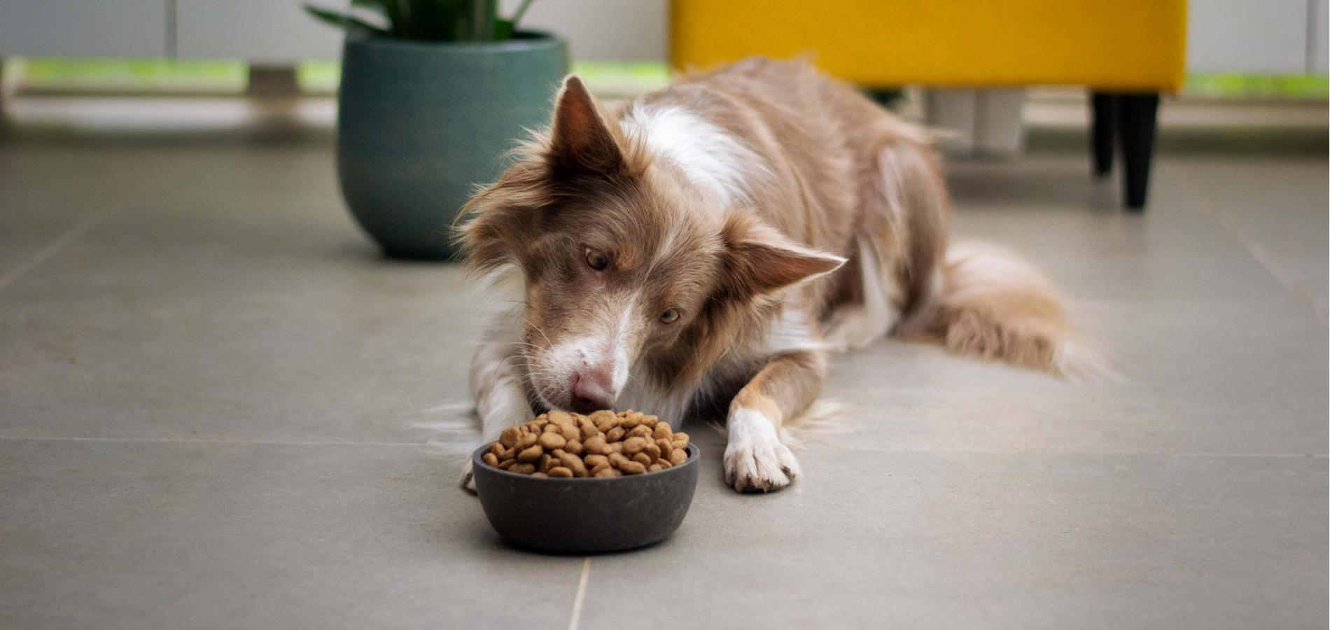 Angebote Futter Reich Store -Angebote Futter Reich Store unsplash